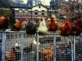 0810_Bildband_die_Heimat_Seite31_001